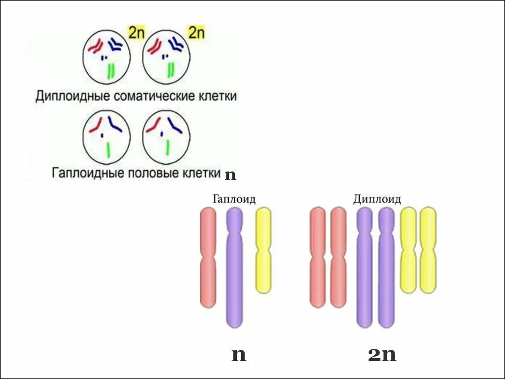 Гаплоидные клетки и диплоидные клетки. Гаплоидный и диплоидный набор хромосом. Гаплоидный диплоидный схема. Соматическая диплоидная клетка. Гаплоидная клетка с двухроматидными хромосомами