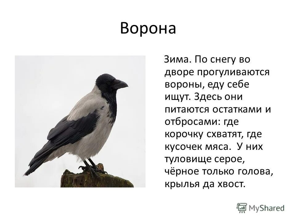 Вороны 3 русская язык. Серая ворона описание птицы для детей. Факты о вороне. Ворона описание. Ворона краткое описание.