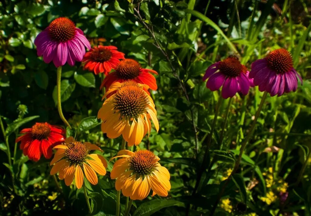 эхинацея пурпурная ливадия. эхинацея пурпурная (echinacea purpurea). рудбекия белый лебедь. эхинацея рудбекия пурпурная. эхинацея пурпурная конфловер.