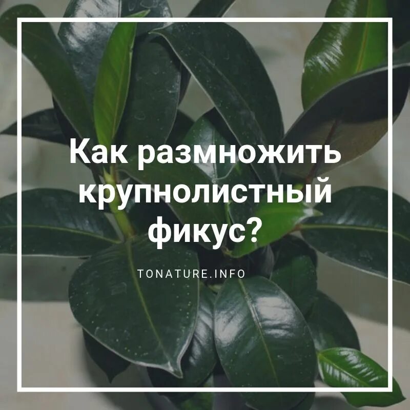 Как размножается крупнолистный фикус. Как размножить фикус крупнолистный в домашних. Как размножить фикус крупнолистный в домашних условиях листом. Размножение крупнолистового фикуса черенком. Как размножить фикус в домашних листьями