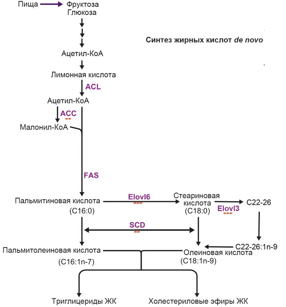 Синтез пальмитиновой. Синтез жирных кислот биохимия схема. Синтез жирных кислот последовательность реакций. Синтез высших жирных кислот схема. Синтез жирных кислот из ацетил КОА реакции.