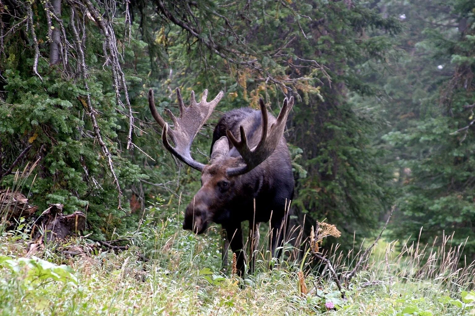 Лось обитание в россии. Беловежская пуща Лось. Yellowstone National Park Moose. Ильменский заповедник Лось. Йеллоустоун национальный парк животные.