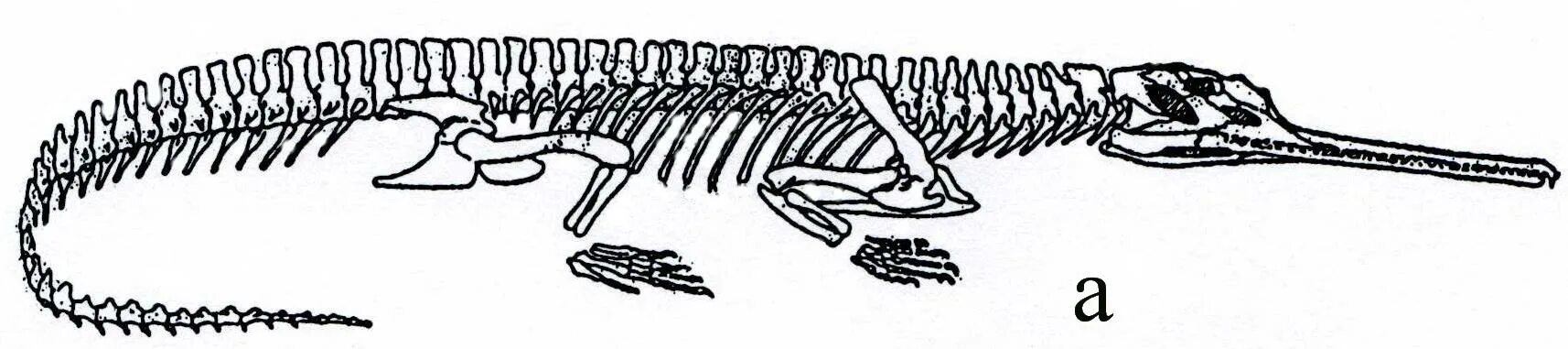 Осевой скелет крокодила. Гавиал крокодил скелет. Скелет крокодила строение. Скелет рептилий.