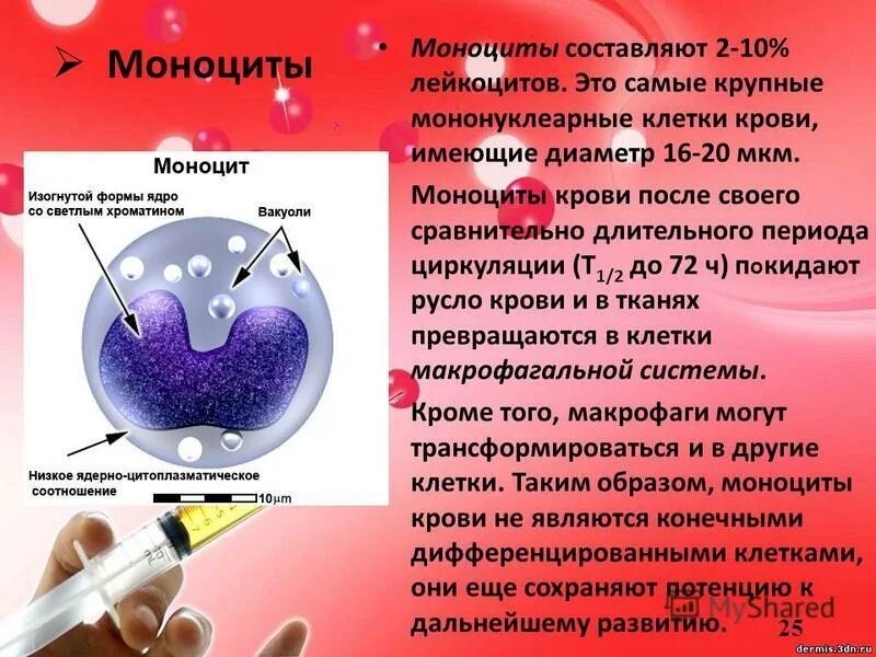Моноцитов в крови 1. Моноциты. Функции моноцитов в крови человека.
