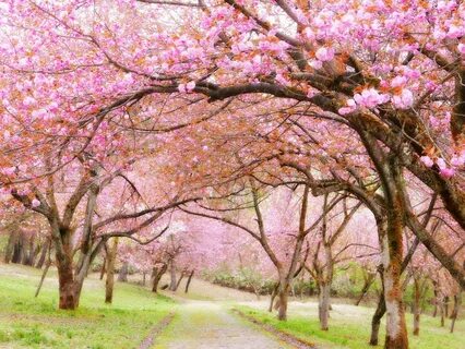 Spring begins