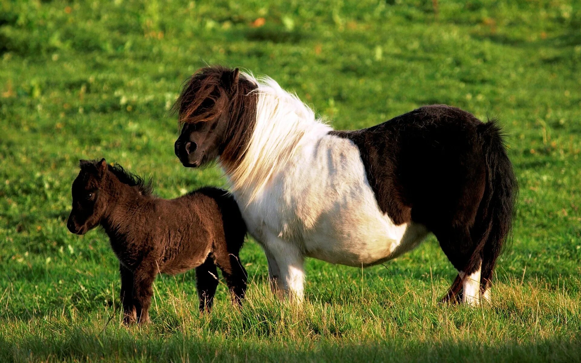 Mini pony. Жеребенок Фалабелла. Пони Фалабелла. Лошади породы Фалабелла. Шетлендский пони с жеребенком.