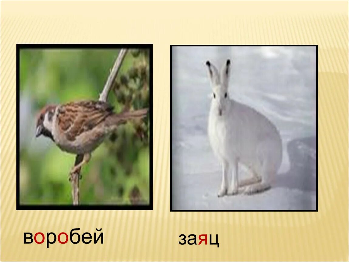 Заяц воробей