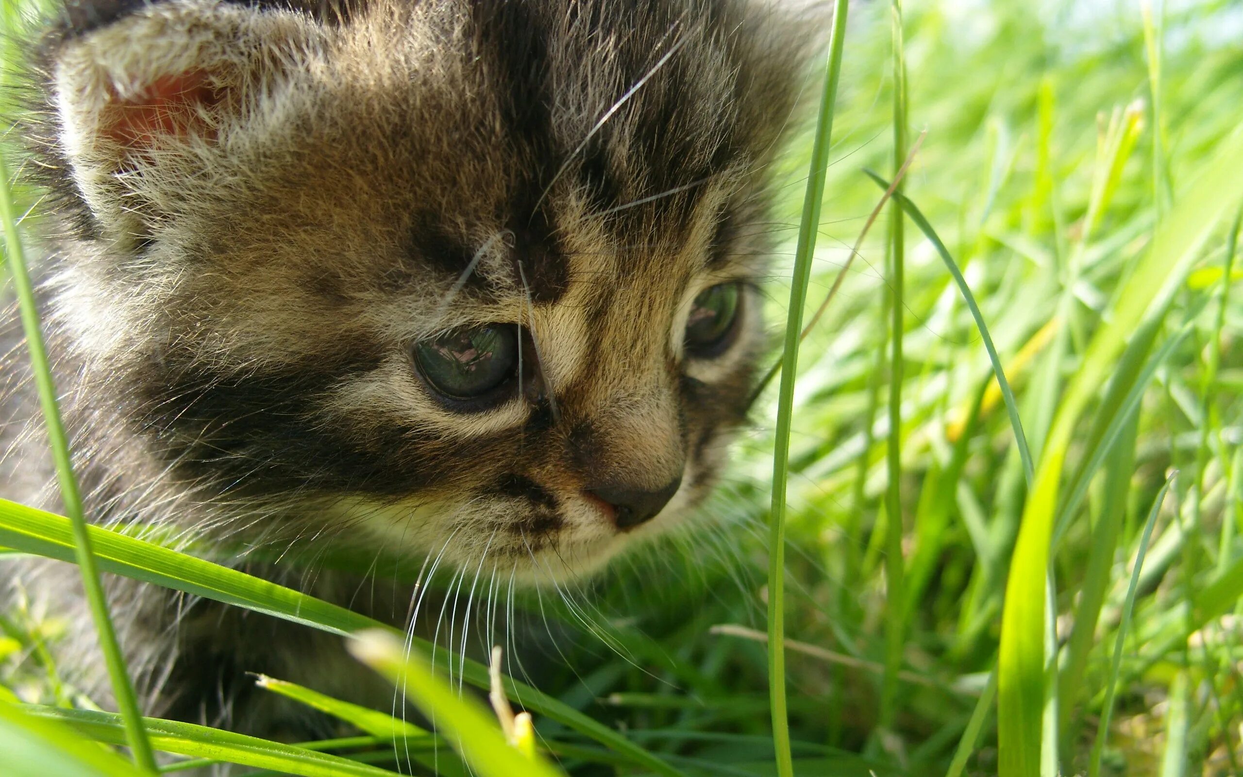Картинки на заставку. Котенок в траве. Животные летом. Забавные котята. Заставка животные.