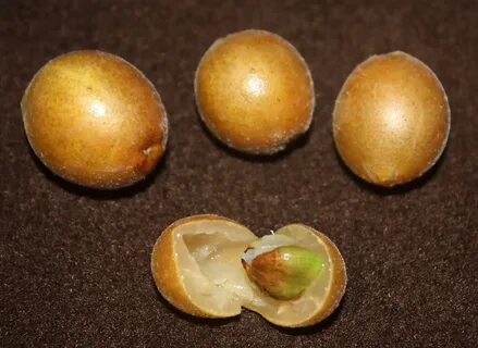Great fruit