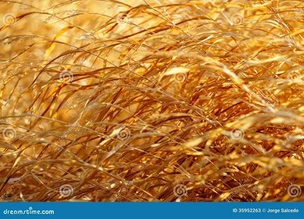 Золотистая трава осень