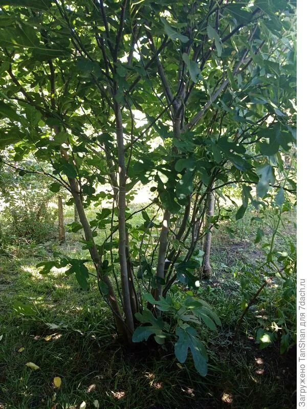 Инжир Крымский черный - Фиговое дерево - Фига - (лат. Ficus carica) семена 30шт 