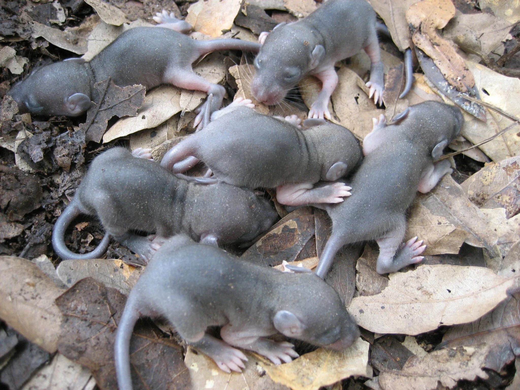 Новорожденные детеныши мыши. Крысята Новорожденные Дикие.