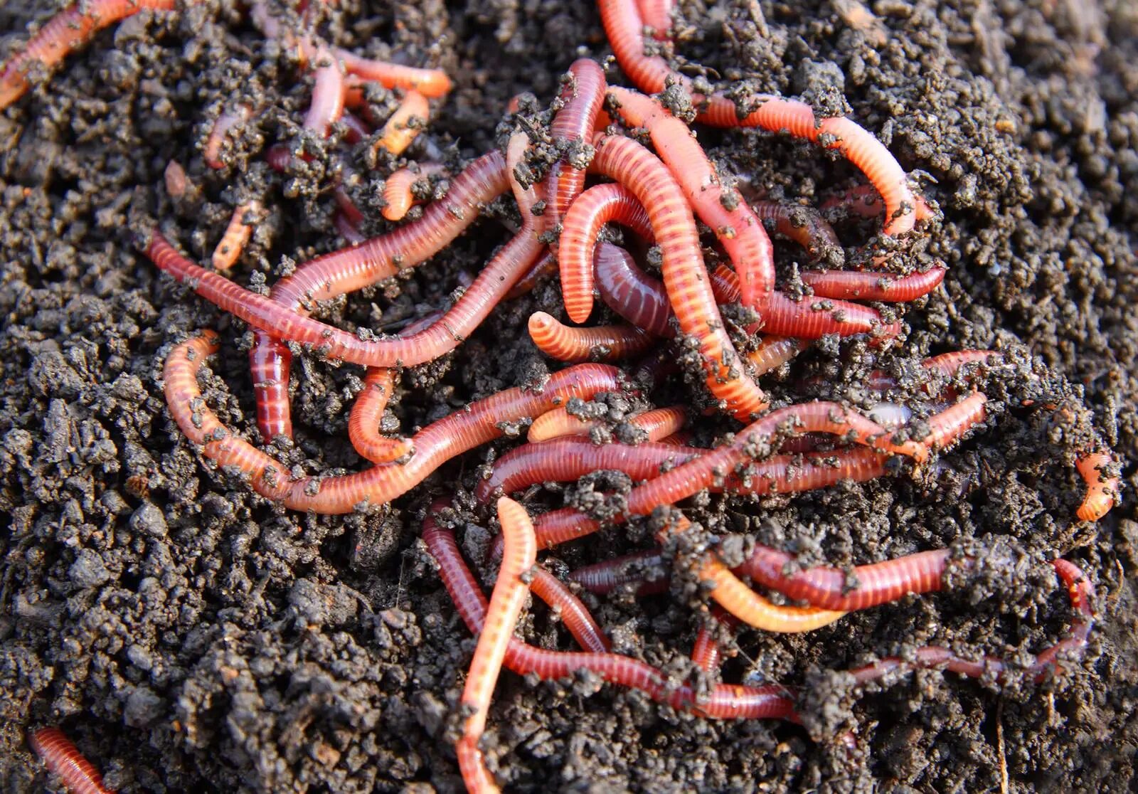 Сколько живут дождевые черви. Червь навозный (Eisenia foetida). Калифорнийский червь навозный червь. Красный калифорнийский червь. Калифорнийские дождевые черви.