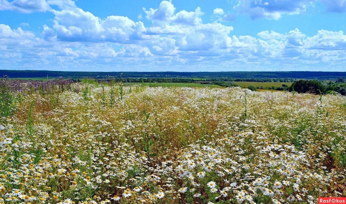 Середина лета песня