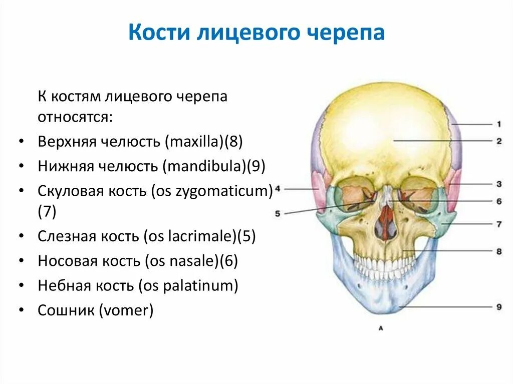 Кости лицевого отдела черепа человека. Кости лицевого отдела черепа кратко. Лицевые кости черепа человека анатомия. Назовите кости лицевого отдела черепа.