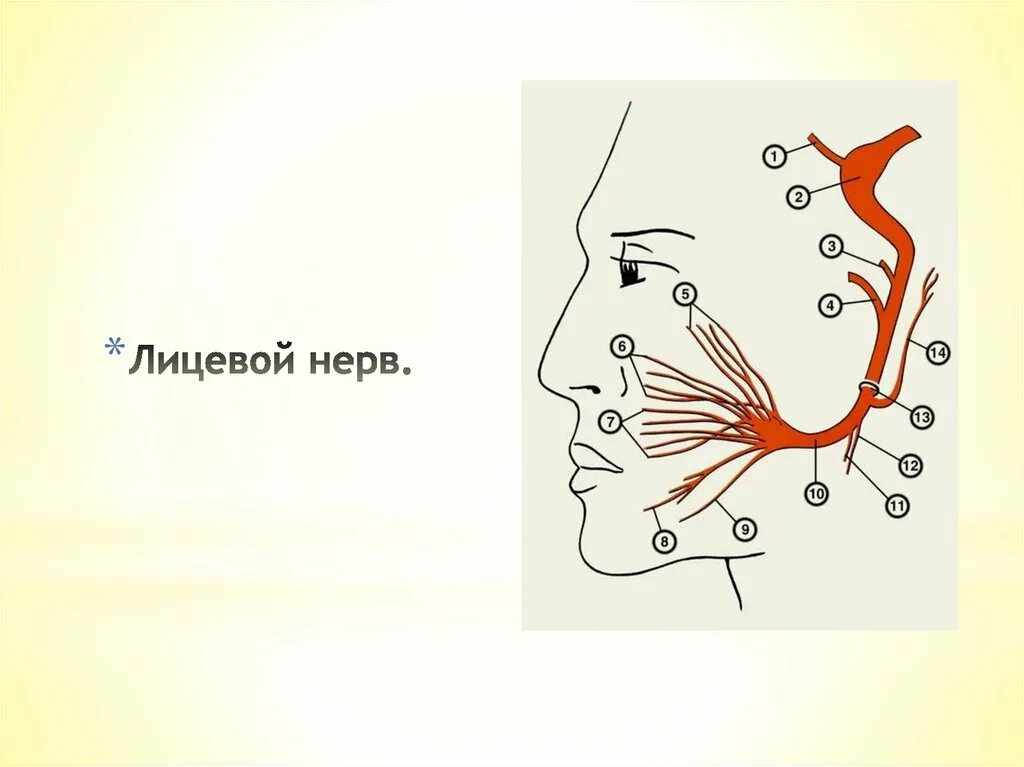Лицевой нерв. Схема лицевых нервов. Левый лицевой нерв