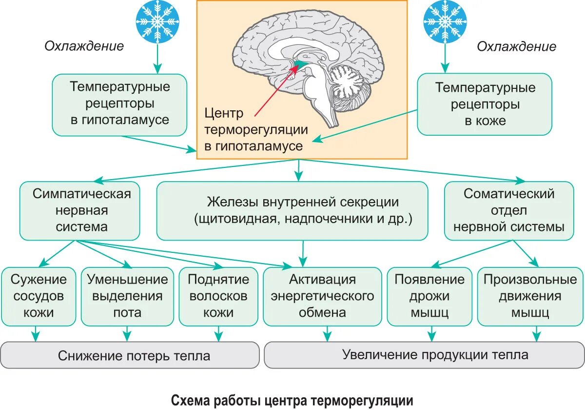 Адаптация человека к изменению температурных условий. Механизмы адаптации организма. Адаптации организмов к изменениям температуры. Механизм адаптации к холоду. Изменение функциональной активности