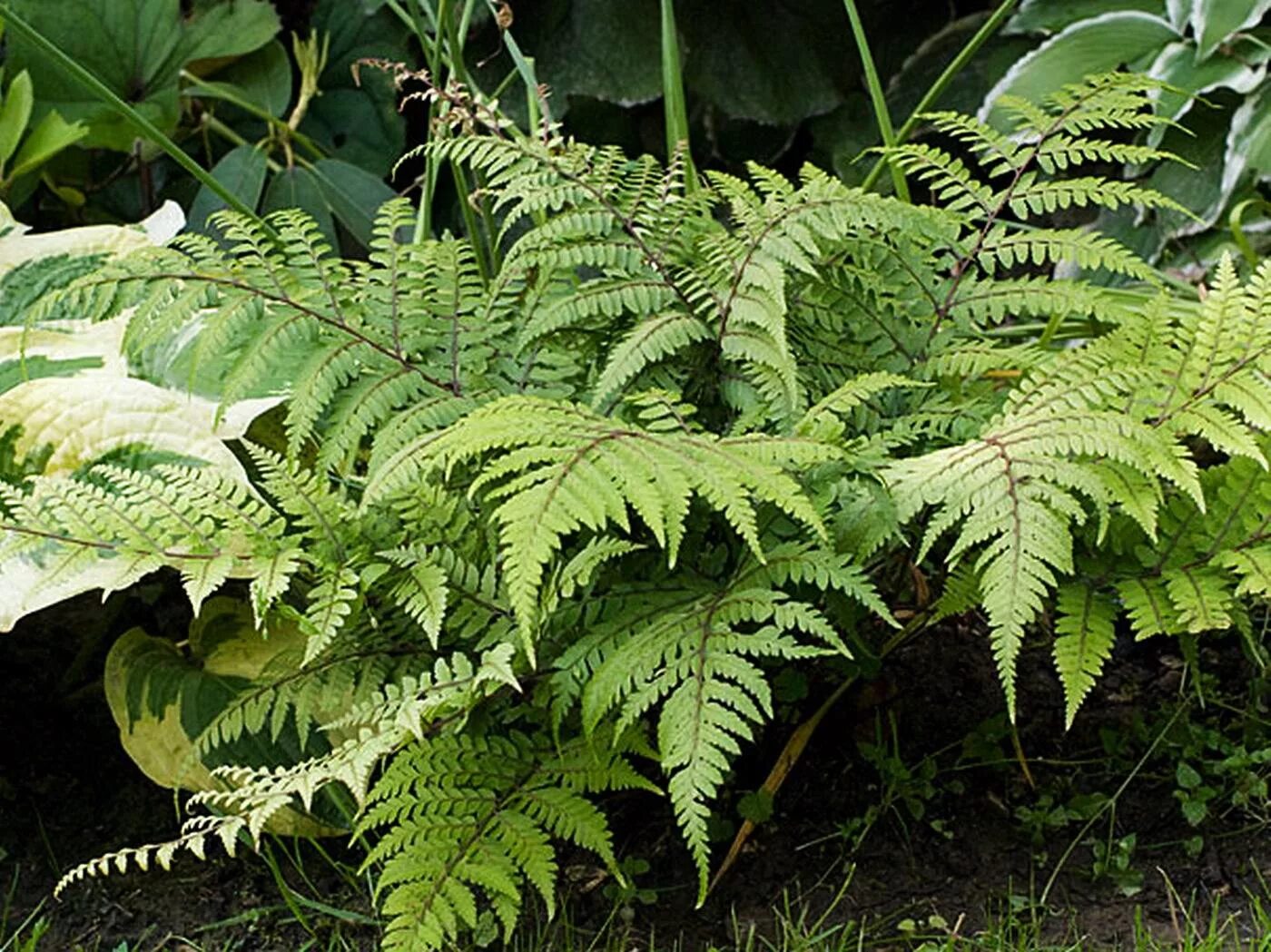 щитовник кочедыжник. папоротник athyrium filix-femina. щитовник и кочедыжник. кочедыжник обыкновенный папоротник. папоротник лесной кочедыжник.
