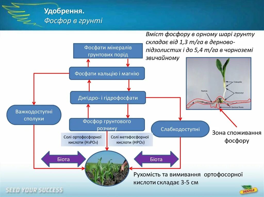 Количество фосфора в почве. Фосфор в почве. Соединения фосфора в почве. Доступность фосфора в почве. Назовите основной источник фосфора в почве.