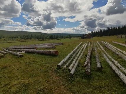 Очередь на древесину иркутская