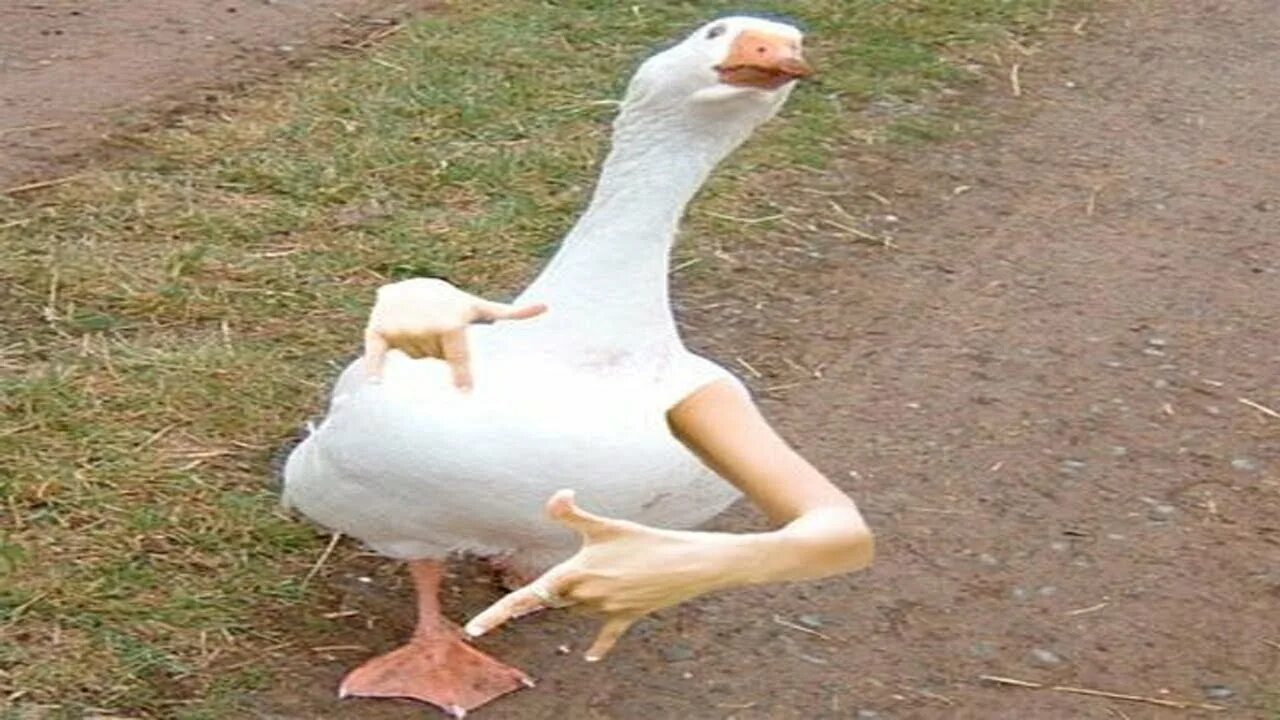 you laugh you goose - YouTube