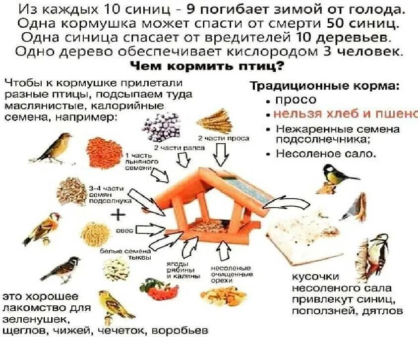 Чем кормить воробья зимой. Корм для синичек в кормушку. Корм для синиц зимой в кормушке. Чем кормить птиц. Чем питаются птицы зимой.