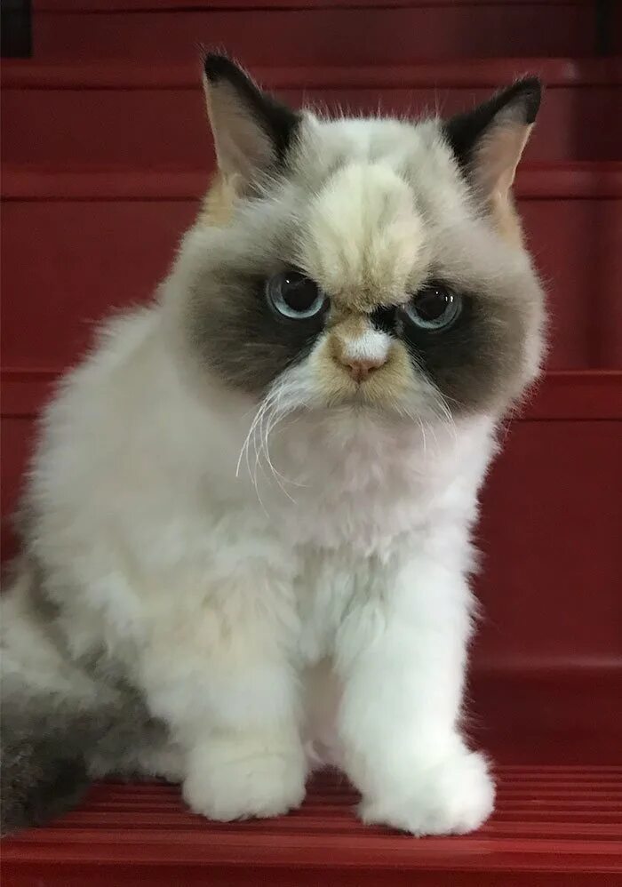 Фото мяу. Манчкин экзот. Grumpy Cat соус тартар. Грампи Кэт порода. Порода Джуно кошка.