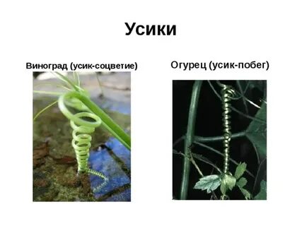 Видоизменение листа усики гороха