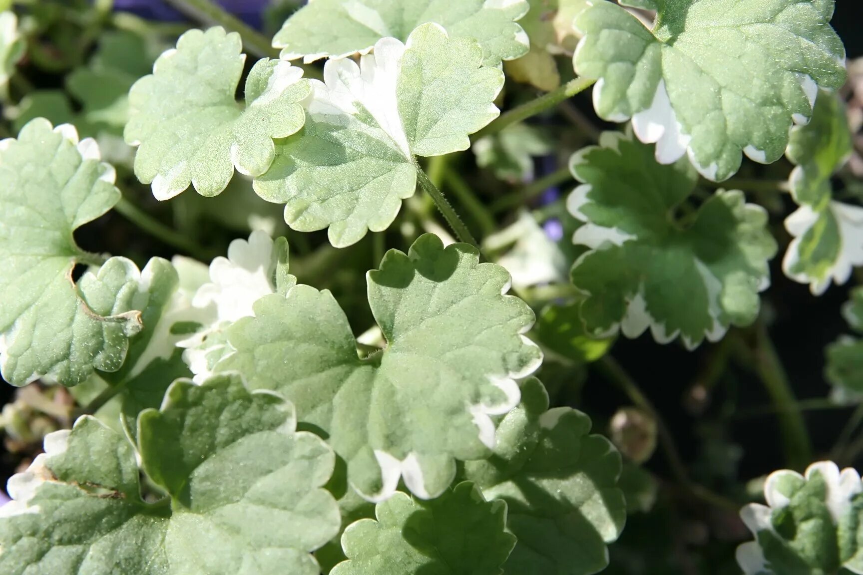 Глехома variegata. Будра плющевидная variegata. Будра плющелистная Вариегата. Glechoma hederacea variegata. Будра вариегатная фото