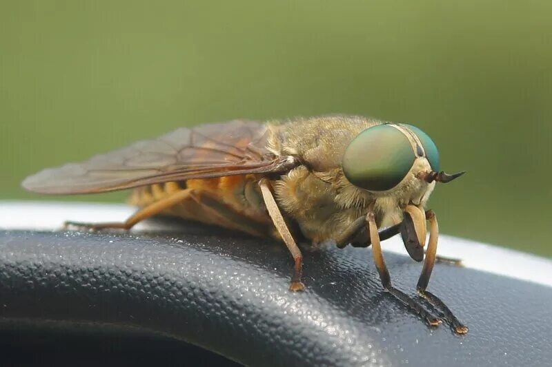 ременные пряжки русь домонгол. кадетская пряжка риа. пряжка srd50. стог стога пряжки пряжек зуб зубки. бляха ( пряжка ) для ремня литая 2-х шпеньковая латунная.