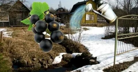 Когда обливать кипятком смородину