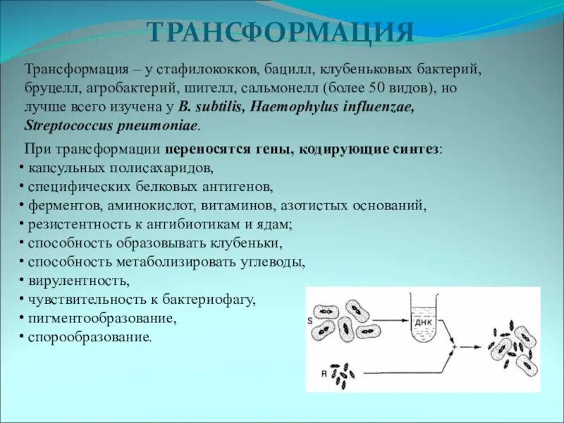 Трансформация кратко. Значение трансформации у бактерий. Условия трансформации у бактерий. Трансформация у бактерий микробиология. Транчформацияу бактерий.