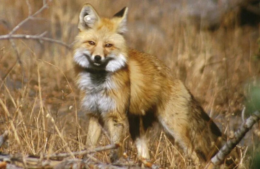 Red foxes работа