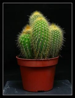 Cactus 1