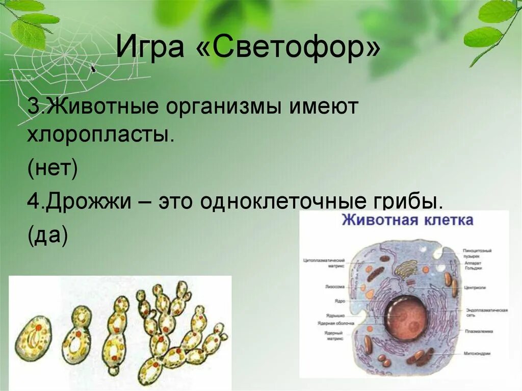 Хлоропласты в клетках грибов. Грибы хлоропласты. Хлоропласты у грибов. Одноклеточные грибы дрожжи.