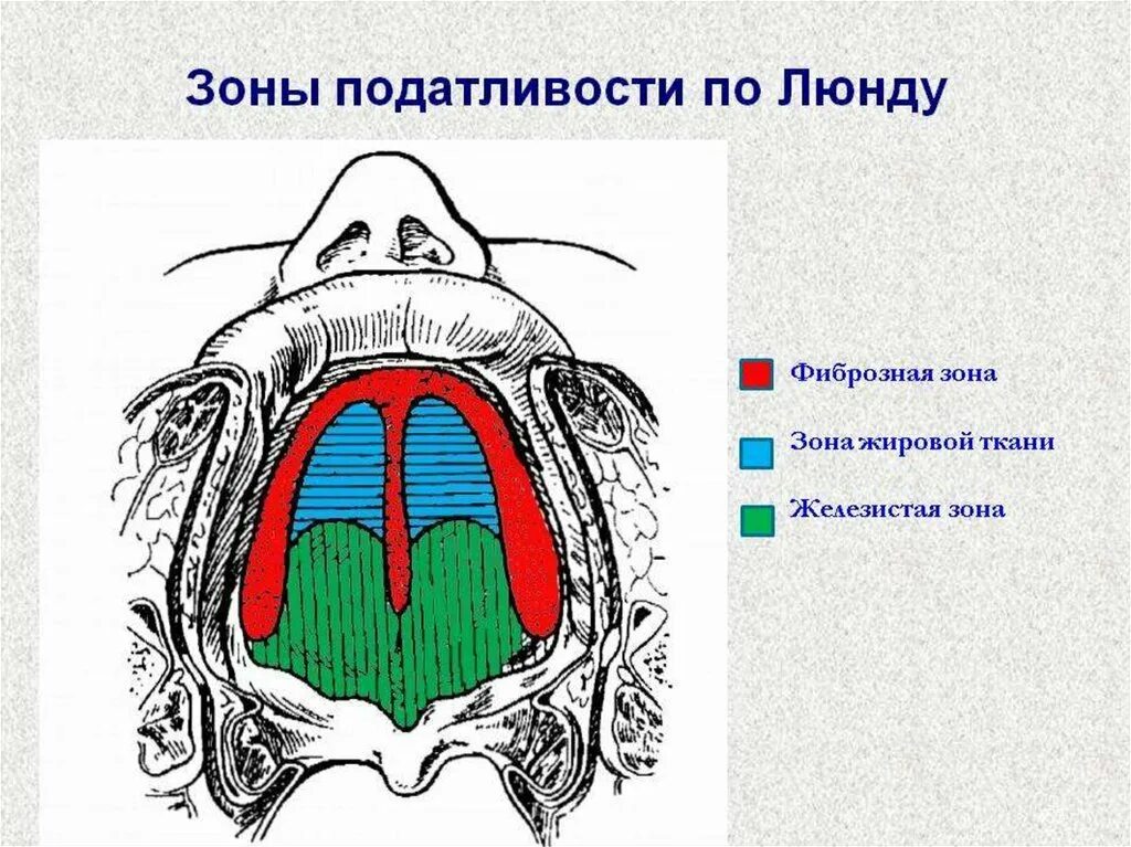 Податливость слизистой оболочки по Люнду. Зоны податливости по Люнду. Зоны слизистой по Люнду податливости. Классификация слизистой оболочки Люнду.