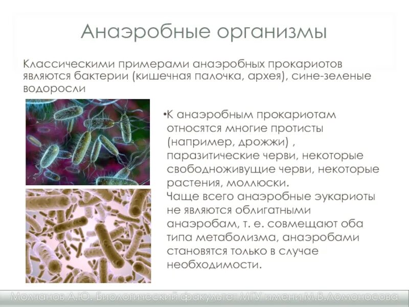 2 прокариоты доядерные организмы. Анаэробные организмы. Анаэробные прокариоты. Анаэробные бактерии микробиология. Анаэробные организмы например.