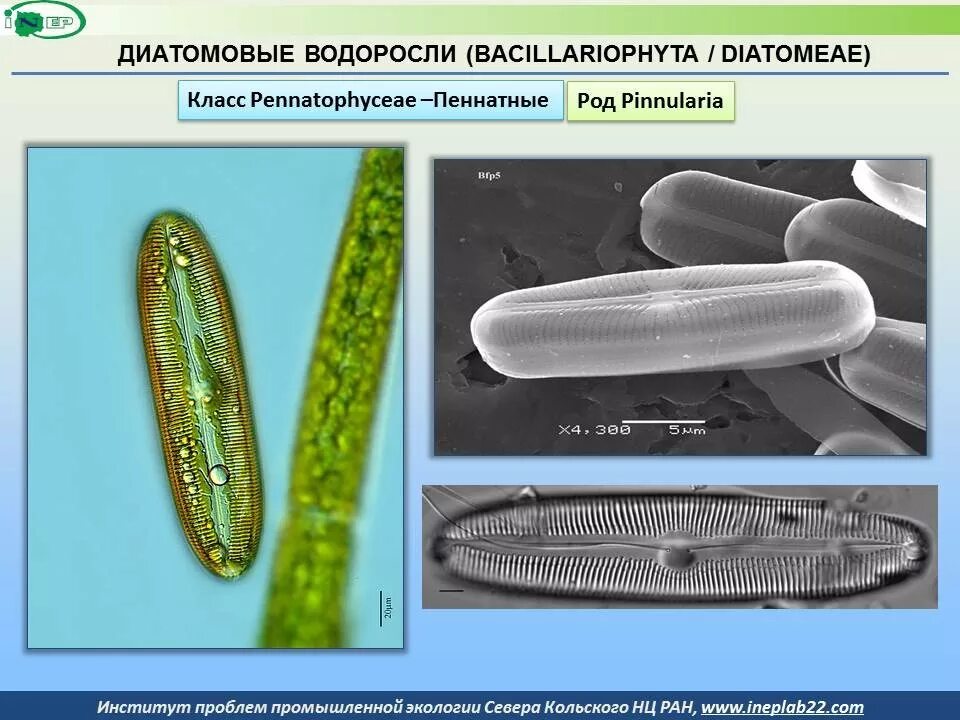 Зеленые водоросли диатомовые водоросли. Диатомовые одноклеточные водоросли. Диатомовые одноклеточные водоросли. Спирогира под микроскопом. Диатомовые одноклеточные водоросли.