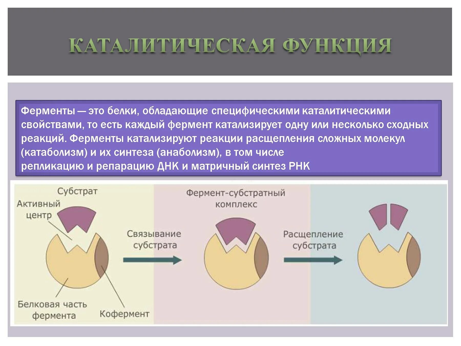 Особенности ферментов белков. Каталитическая ферментативная функция белка. Каталитическая (ферментативная) функция. Функции белкового фермента. Каталитическая функция ферментов.