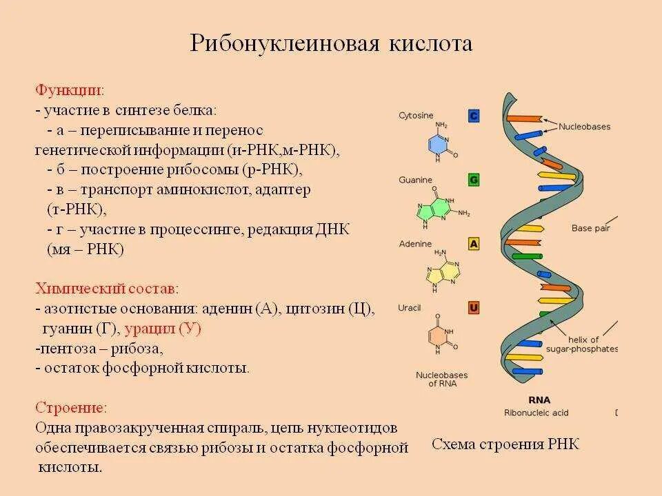 Транскрипция мутация. Структура рибонуклеиновых кислот (РНК).. Дезоксирибонуклеиновая кислота ДНК РНК. Состав и строение РНК. Рибонуклеиновая кислота строение.