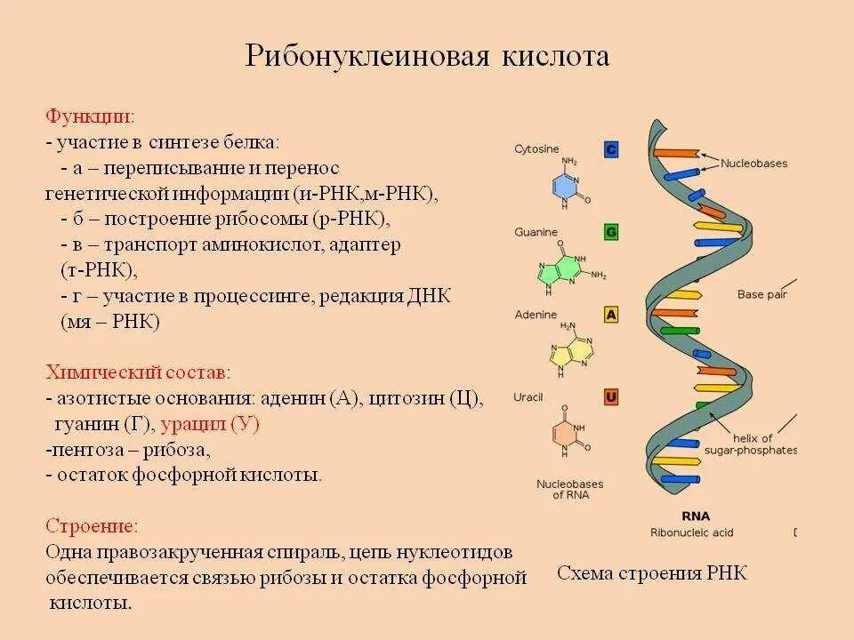 Биологическое значение редупликации