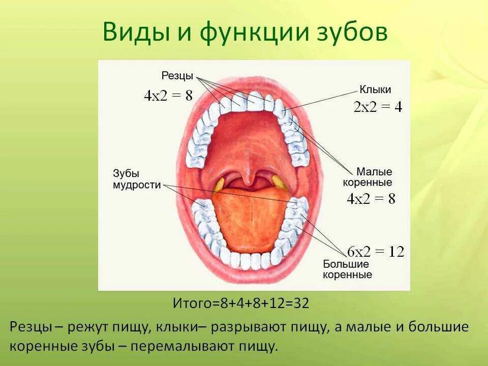 Почему зубы отличаются между собой у разных. Типы зубов их функция и строение. Строение зуба резцы клыки. Зубы анатомия резцы клыки. Зубы резцы клыки коренные функции.