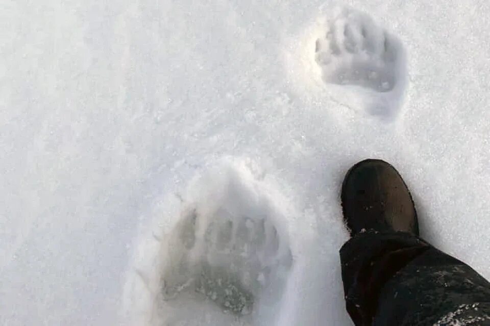 Следы медведя на снегу. Медвежьи следы на снегу. Следы медведя зимой. Следы медвежонка на снегу.