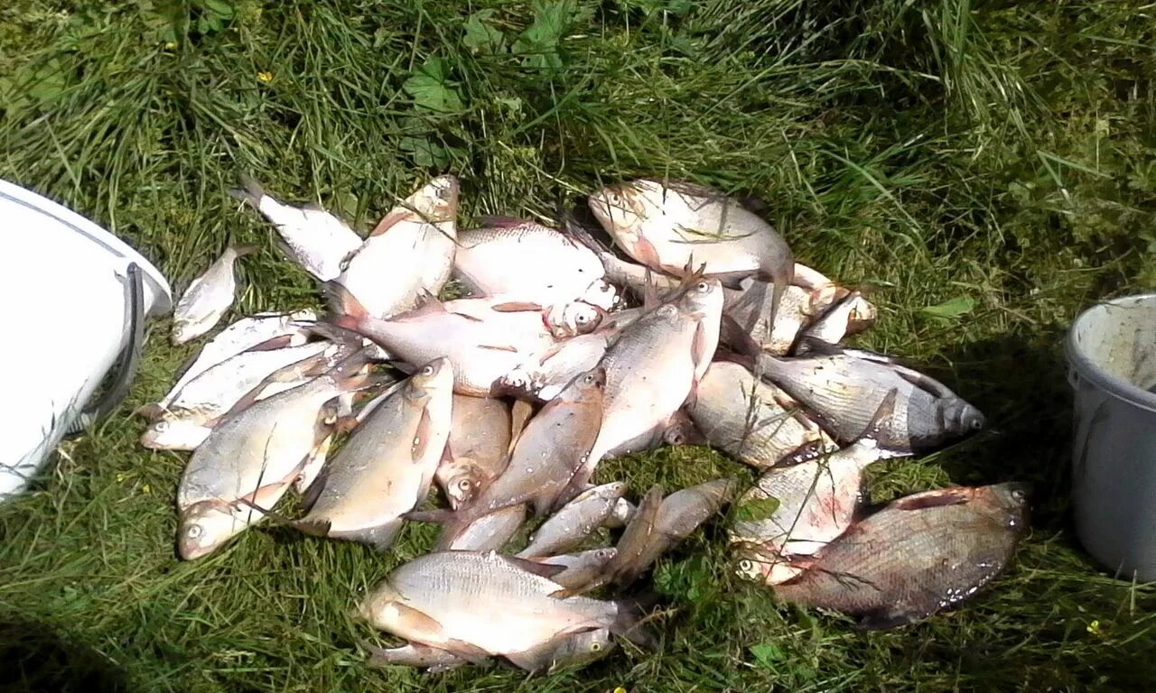 Тагильский пруд Нижний Тагил рыбалка. Черноисточинский пруд рыбалка. Черноисточинское водохранилище рыбалка. Рыбы на Черноисточинском пруду.