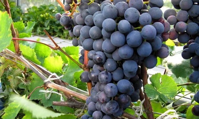 Виноград сорт алекс. Виноград плодовый агат донской. виноград долорес 2. агат донской лист. сорт донской а1.
