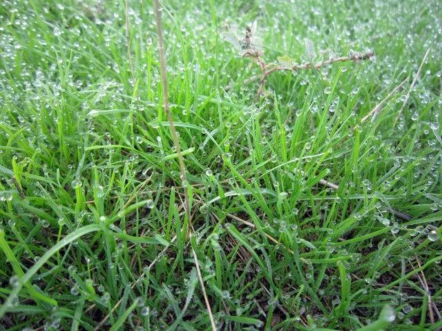 Луг был усыпан вблизи придорожных. Кочка с тонкими травинками с бусинками. Трава с вкраплениями из росинок съедобная фото. Фото травы на которой находится Росинка. Купить траву Росинку.