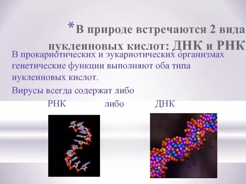 Наследственная информация представлена. ДНК строение и функции. Нуклеиновая кислота вируса. Вирусные нуклеиновые кислоты. ДНК И РНК содержащие вирусы.