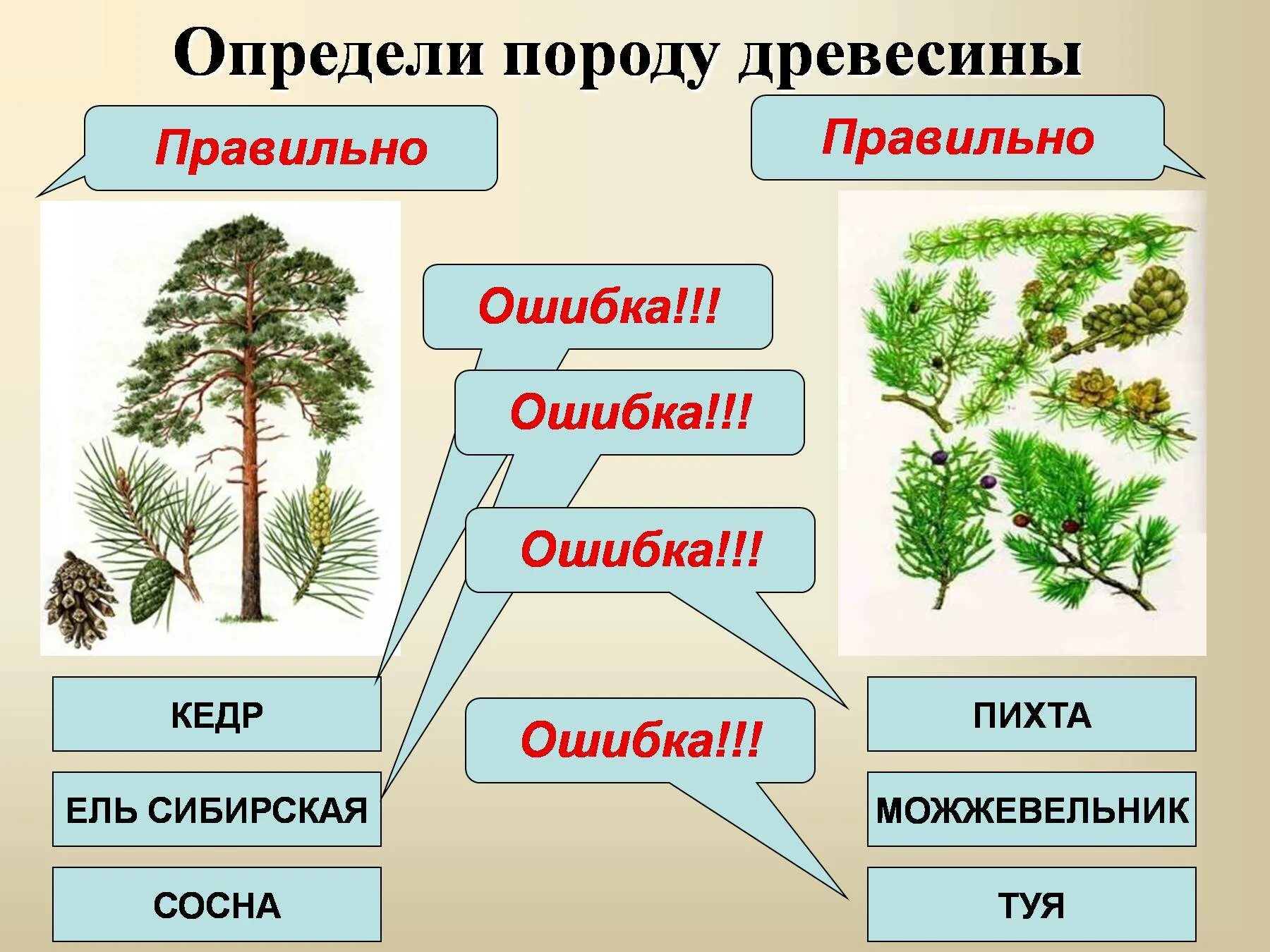 К хвойным породам относятся породы. Лиственные и хвойные деревья. Хвойные и лиственные породы деревьев. Хвойные и лиственные породы древесины. Лиственные породы древесины.