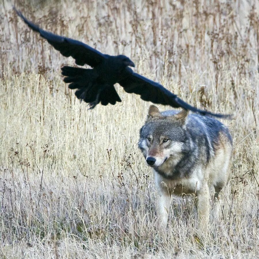 Серый волк серая птица на китайском. Волк и Орел. Волки и вороны. Волк и ворон.