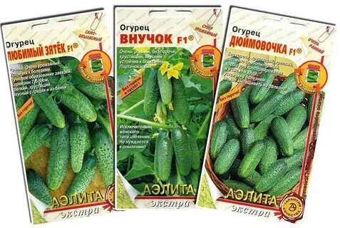 Зеленые гномики огурцы отзывы фото